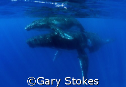 Humpback Mother with Calf in Tonga by Gary Stokes 